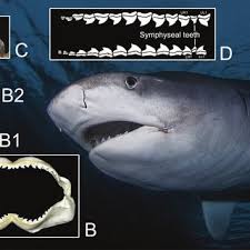 Some sharks, such as the great white shark, have jaws that are loosely connected to their skulls, so they can push their jaws out to take a bigger bite. A General Features Of Bull Shark Dentition Showing B Upper And Download Scientific Diagram