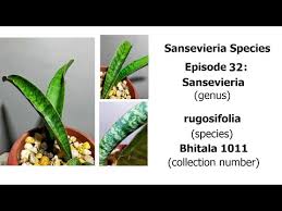 Image result for Sansevieria nilotica