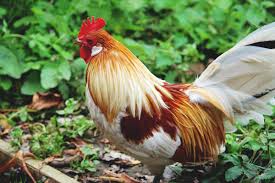 Which are best for your backyard? Dutch Bantam Chicken Small Yet Mighty Egg Producers