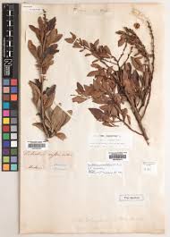 Image result for Gymnosporia tenuispina