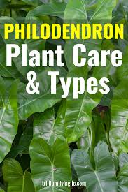 How To Grow Philodendron Types Care Tips Trillium Living In 2020 Philodendron Plant Plants Philadendron Plant