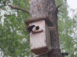 We did not find results for: Starling Near The Birdhouse Artificial Bird S Nest Wildlife Stock Photo Picture And Royalty Free Image Image 123297684