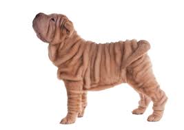 The lab pei is considered a large dog which means he's going to need daily exercise that includes long walks or jogs. Shar Pei Breed Facts And Information Petcoach