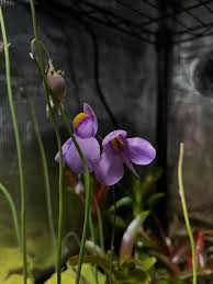 Image result for Utricularia arenaria