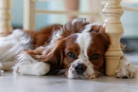 Or it may be because of congestive heart failure. Coughing In Dogs With Heart Disease By Care Charlotte Veterinarians