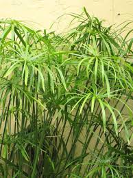 Image result for Cyperus clavinux