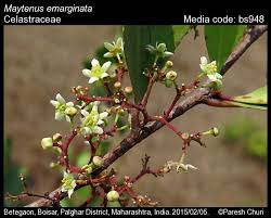 Image result for Gymnosporia senegalensis