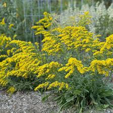 Image result for Solidago
