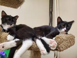 If you already have one on file, please reach out to schedule a time to meet. Long Island Feline Adoption Center