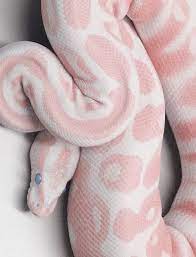 Pink Snake Albino Animals Snake Animals