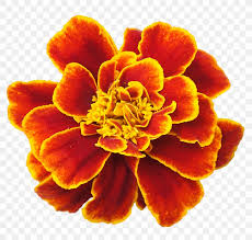 Marigolds and the day of the dead. Mexican Marigold Flower Clip Art Png 1800x1711px Mexican Marigold Annual Plant Calendula Officinalis Cartoon Day Of