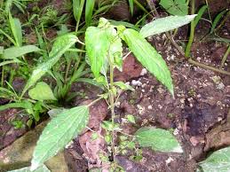Image result for Acalypha lanceolata