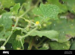 Image result for Cucumis maderaspatanus