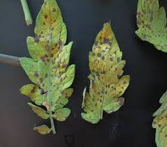 Image result for Septoria leaf spot of tomato