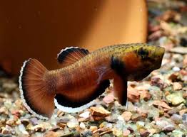 Ikan Cupang Asli Alam Kalimantan Ikan Cupang