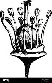 Image result for Pancovia