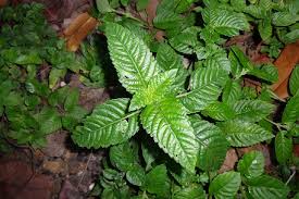 Image result for Platostoma