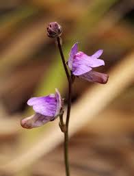 Image result for Genlisea hispidula