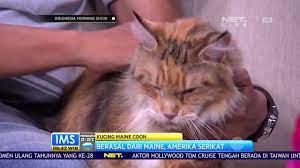 Talkshow Tentang Kucing Maine Coon Youtube