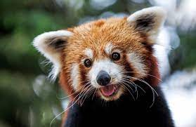 Il doit à sa fourrure et à son caractère très doux cette image de peluche géante. Panda Roux 5 Choses A Savoir Sur Cet Animal Vraiment Trop Mignon