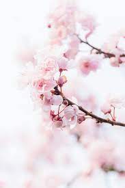 Cherry Blossoms Cherry Blossom Wallpaper Pink Flowers Wallpaper Flower Wallpaper