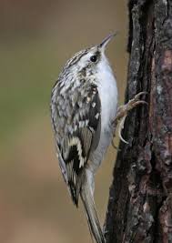 Brown Bird With Red Mohawk Common Treecreeper Certhia Familiaris Bird Birds Cool Photos