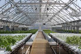 Raised In Chicago West Side Urban Farm Reaps Aquaponics Harvest Medill Reports Chicago