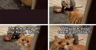 Cat memes are always in style. It S Caturday So Here Are 30 Cat Memes I Can Has Cheezburger