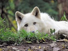 Pictures of wolves in the wild. The Honor Of Seeing Wolves Wild View