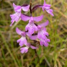 Image result for Habenaria livingstoniana