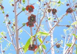 76 homes for sale in paw paw, mi. Products Pawpaw Trees Grimo Nut Nursery
