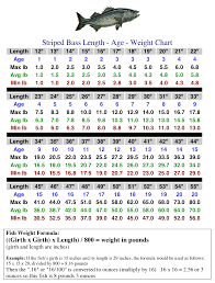 nj fish size chart how different shark species measure