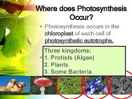 Check spelling or type a new query. How Do Plants Make Their Own Food Think