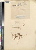 Image result for Hyparrhenia niariensis