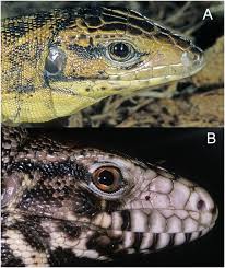 Plos One Cryptic Sympatric Diversity In Tegu Lizards Of The Tupinambis Teguixin Group Squamata Sauria Teiidae And The Description Tegu Lizard Tegu Lizard