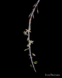 Image result for Cycnium recurvum