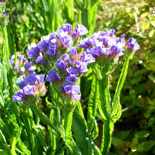 Image result for Limonium sinuatum