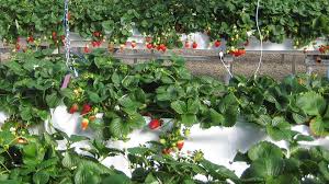 Certified plants are virus free and help reduce the spread of other strawberry strawberries prefer a soil with a ph between 5.3 and 6.5 but will grow in soils that have a slightly higher or lower ph level. Factors That Can Make Or Break Greenhouse Strawberry Production Greenhouse Grower