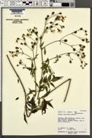 Image result for Bidens burundiensis