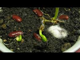 Growing tomatoes from seeds time lapse (45 days). Pin On School Videos Science