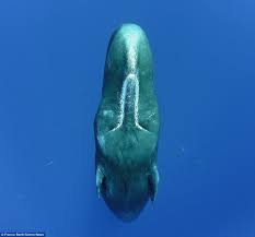Mereka memiliki kepala besar dan dahi bundar yang menonjol. The Way Sperm Whales Sleep Alk3r