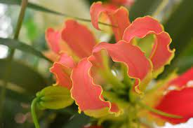 gloriosa グロリオサ