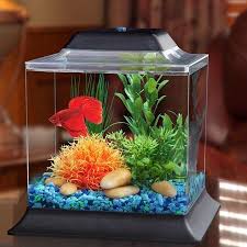 Pin By Karen Garcia On Betta Fish In 2020 Betta Aquarium Fish Tank Design Cool Fish Tanks
