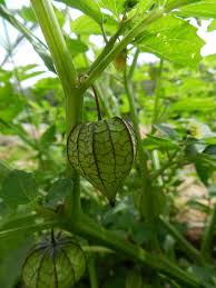Amazon Com Cutleaf Ground Cherry Physalis Angulata Organic 10 Seeds Garden Outdoor Physalis Goji