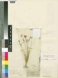 Image result for Bulbostylis hispidula