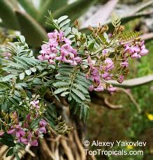 Image result for Virgilia