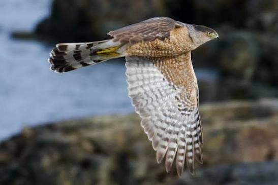 Cooper's Hawk
