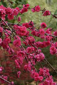 Flowering peach trees have the same cultural requirements and growth habit as fruiting peach trees, described below. Prunus Persica Crimson Cascade Weeping Peach 12 Pot Hello Hello Plants Garden Supplies