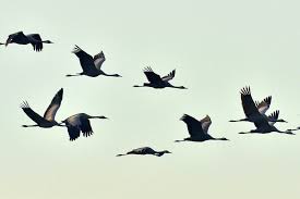 Wie viele stopps tätigen sie während der reise und wo? Zugvogel Steckbrief Routen Beispiele Plantura