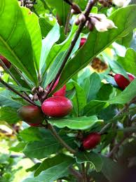 Features of the miracle tube tree tube. Miracle Fruit Tree Synsepalum Dulcificum Urban Tropicals